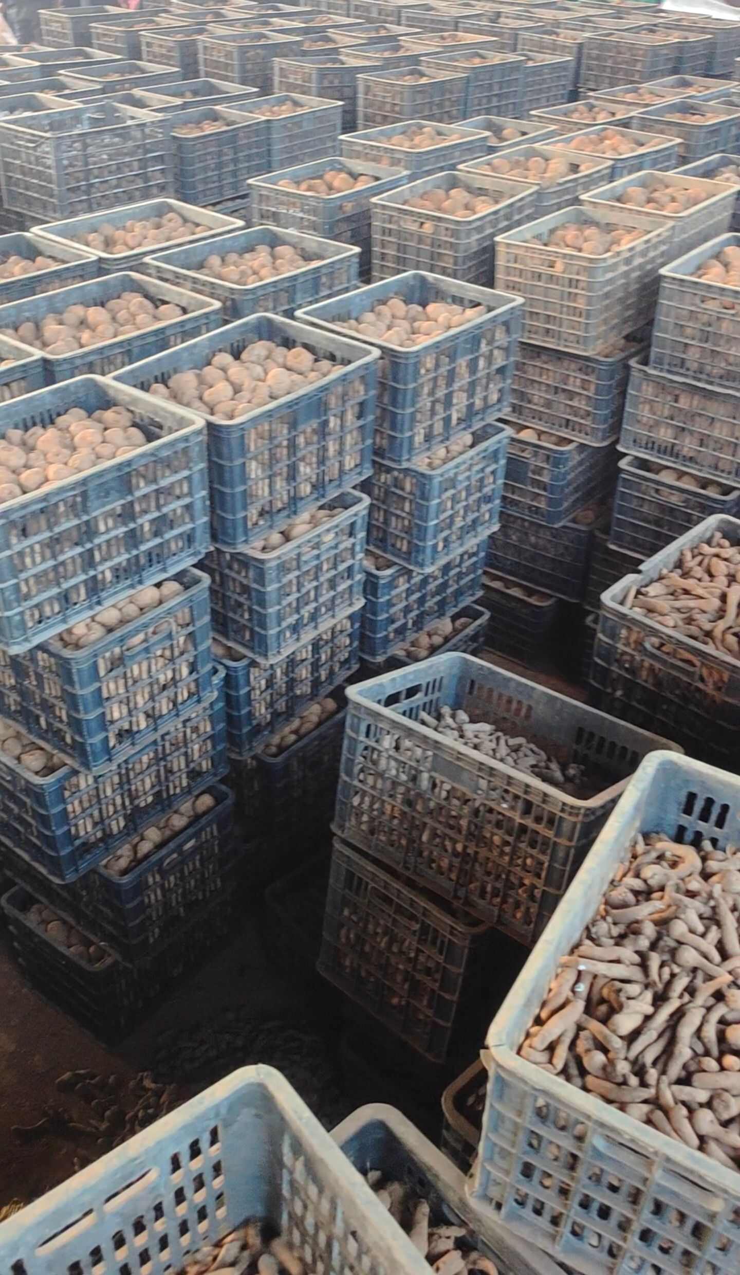 魔芋种子  提供技术包回收 支持全国包邮周边专车送货