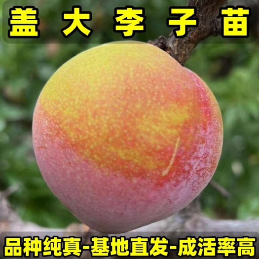 营口盖大李子苗 品种纯真 树苗基地现起现发 成活率高 提供技术