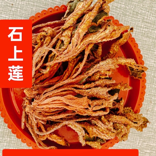 江西石上莲俗称软肝草金钩中药材正品草本干货新鲜晒干批发