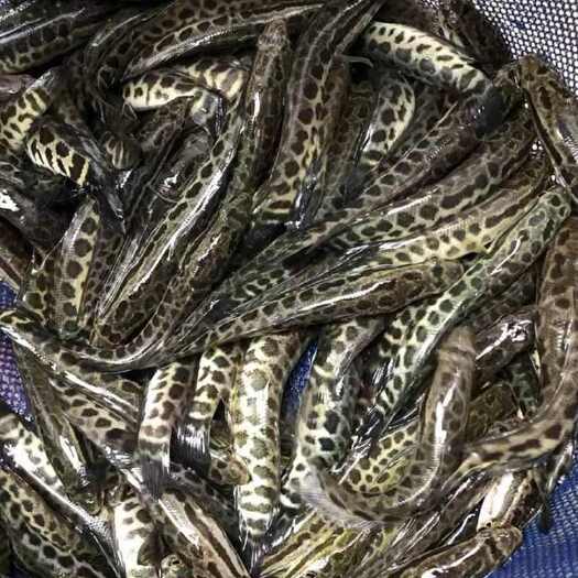 黑鱼苗黑鱼苗特大乌鱼鲜活冷水肉食淡水凶猛鱼鱼苗淡水养殖可食用