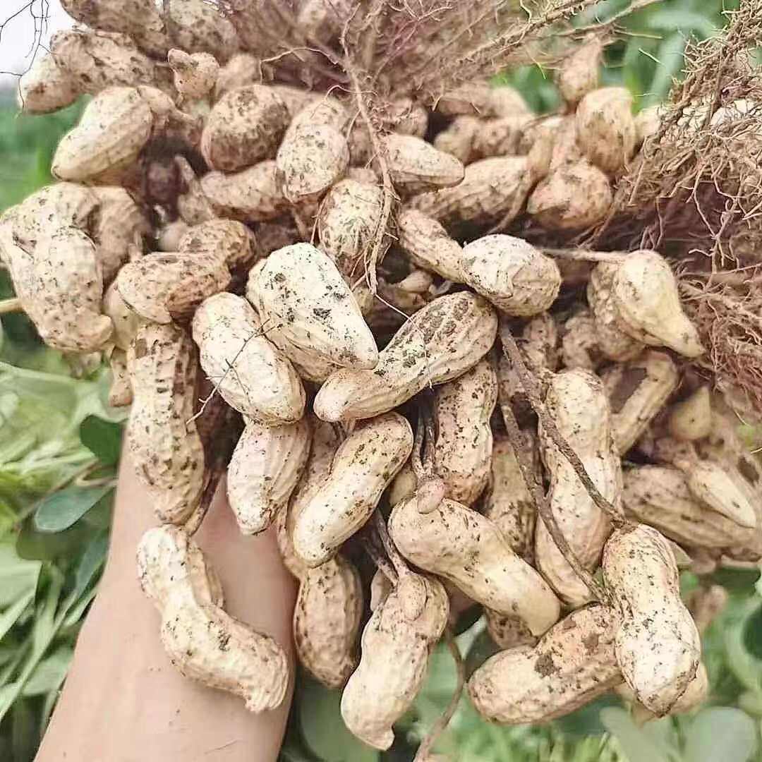 鲜花生新鲜农家现挖现发带皮当季时令蔬菜产地直供一手货源批发