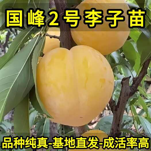 营口国峰2号李子苗 国色天香李子 品种纯真 树苗基地现起现发