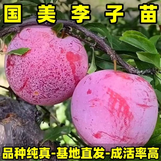 国美李子苗 品种纯真 基地现起现发 成活率高 提供种植技术