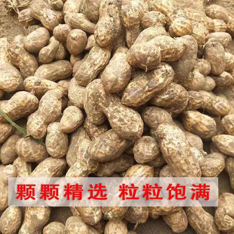 鲜花生新鲜农家现挖现发带皮当季时令蔬菜产地直供一手货源批发