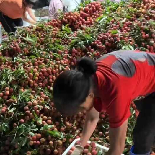 高州荔枝产地代收