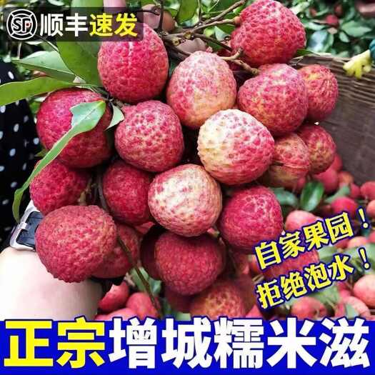 广州增城原产+正综糯米糍，肉厚核小/回头客多，荔枝顺丰包邮，可批