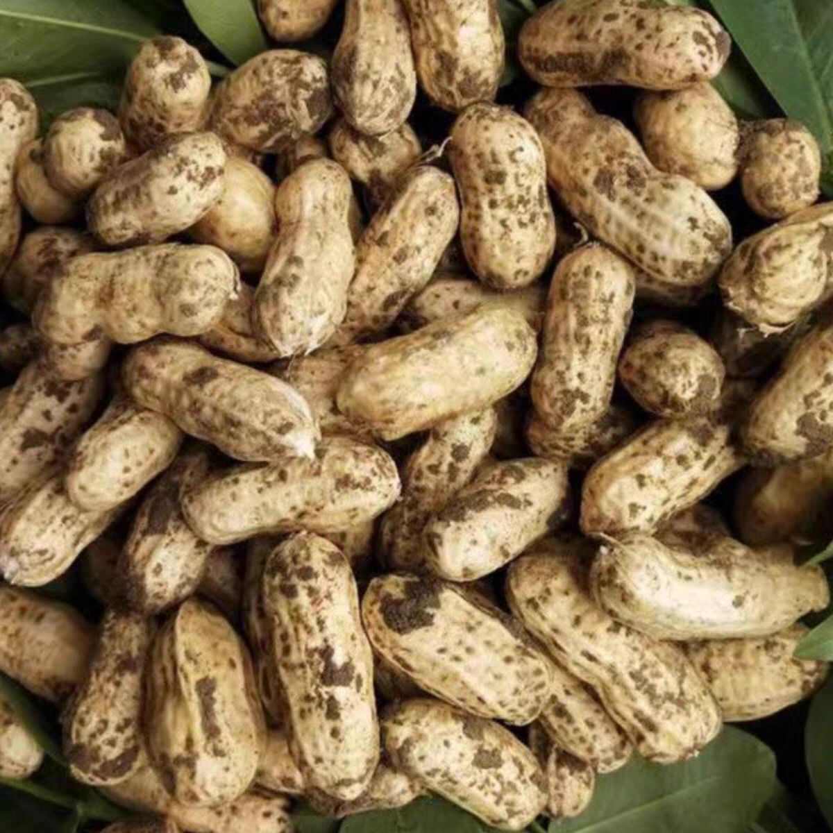 鲜花生新鲜农家现挖现发带皮当季时令蔬菜产地直供一手货源批发