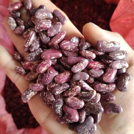 紫花豆芸豆豆子花豆花红豆