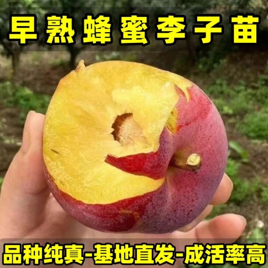 营口正品蜂蜜李子苗 品种纯真 树苗基地现起现发 成活率高提供技术