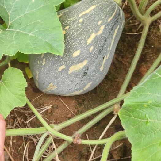 富川县广西贺州富川 香芋南瓜 大量供应中