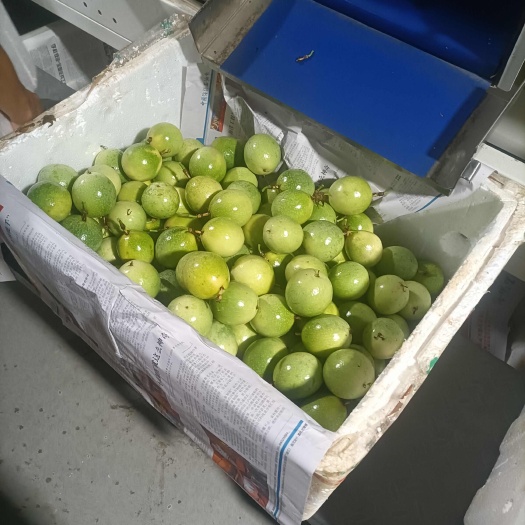 遂溪县遂溪钦蜜九号百香果
