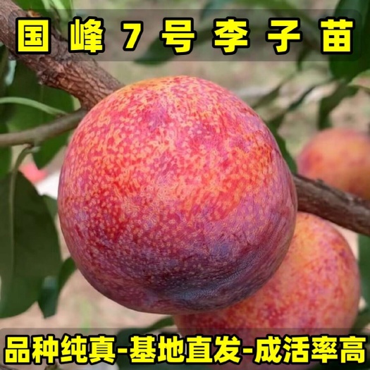 营口国峰7号李子苗 品种纯真 树苗基地直发货 根系发达 成活率高