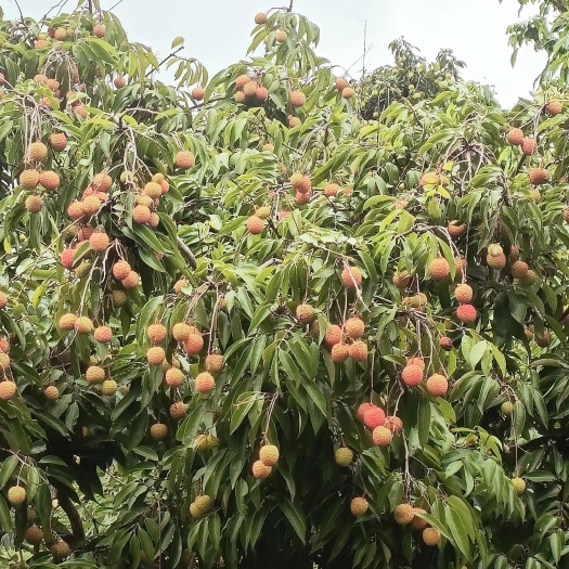 惠东县桂味荔枝