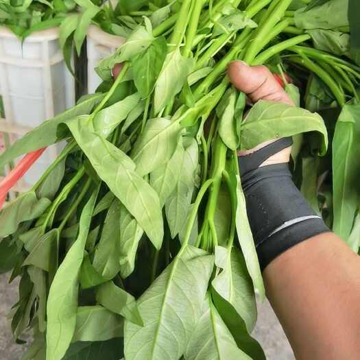 新鲜空心菜 直发自乐山五通桥 绿色健康 叶蔬好选择