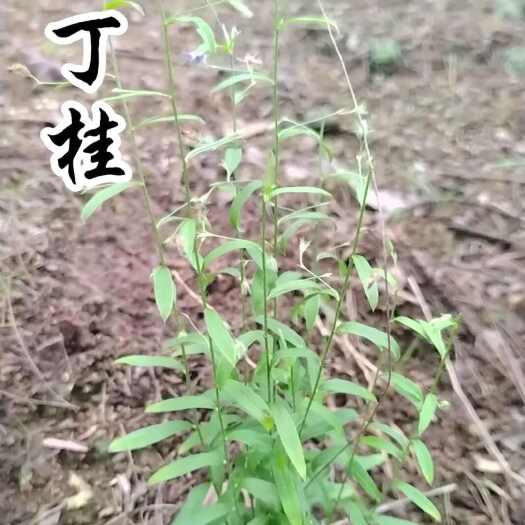 【25年新货】江西土丁桂纯中药材批发零售按需做货欢迎咨询