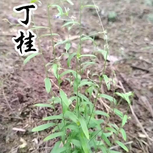 兴国县【25年新货】江西土丁桂纯中药材批发零售按需做货欢迎咨询