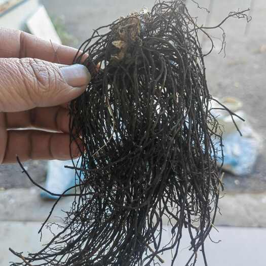 桦甸市威灵仙中药材铁脚威灵仙东北山辣椒根水洗晒干批发