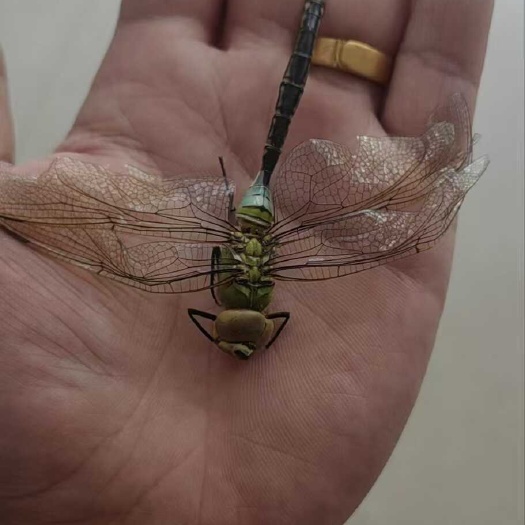 绿头大蜻蜓