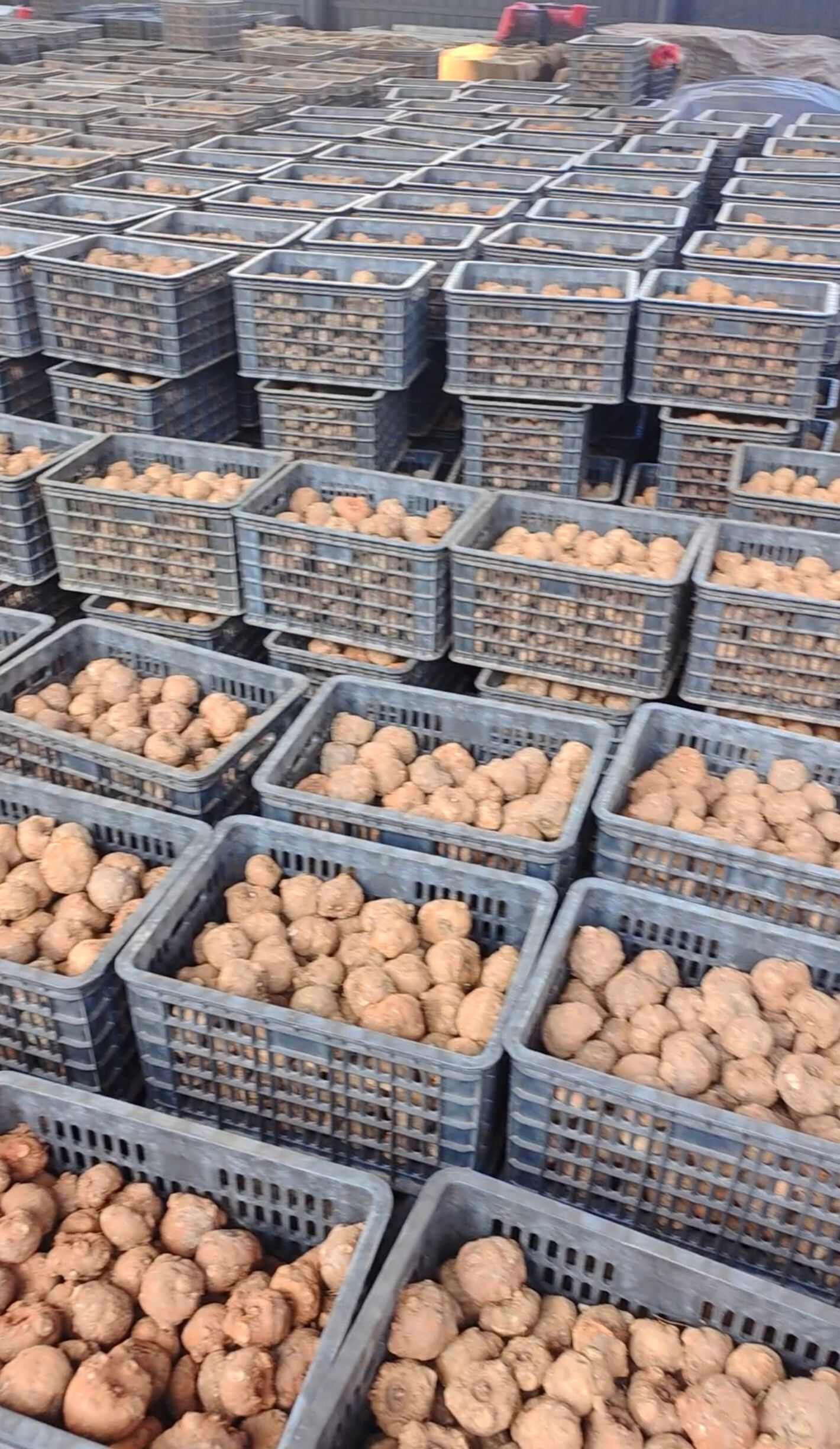 魔芋种子  提供技术包回收 支持全国包邮周边专车送货