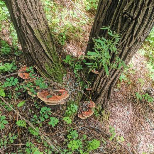 桦甸市槐耳长白山中药材正品槐娥槐蘑槐蛾槐栓菌槐树灵芝干品