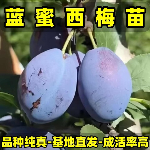 蓝蜜西梅苗 品种纯真 基地现起现发货 根系发达成活率高