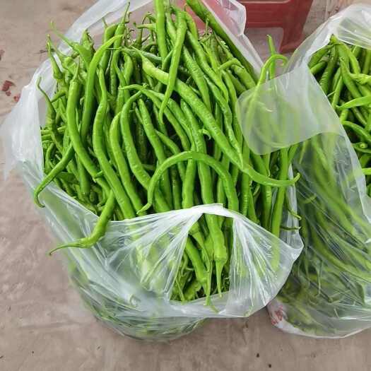 乐山四川乐山新鲜二荆条辣椒 产地直发 品质优选 口感香辣