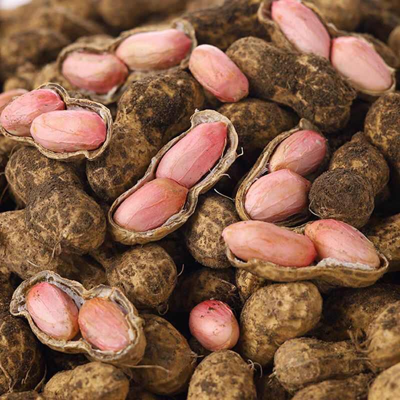 鲜花生新鲜农家现挖现发带皮当季时令蔬菜产地直供一手货源批发