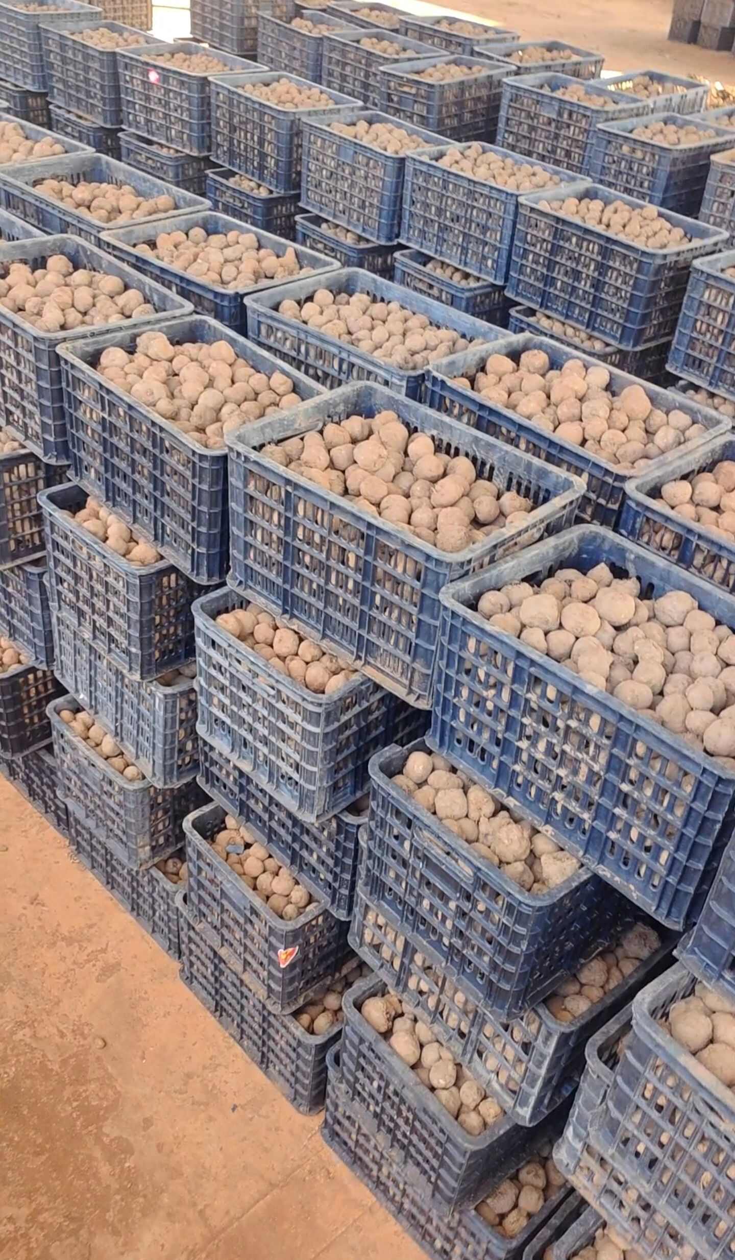 魔芋种子  提供技术包回收 支持全国包邮周边专车送货