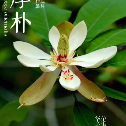 炎陵县川厚朴高山厚朴筒皮老厚朴皮