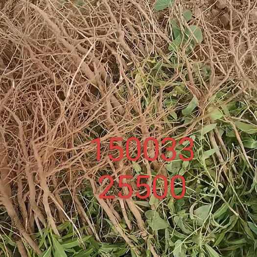 蠡县杠柳 大量籽播苗