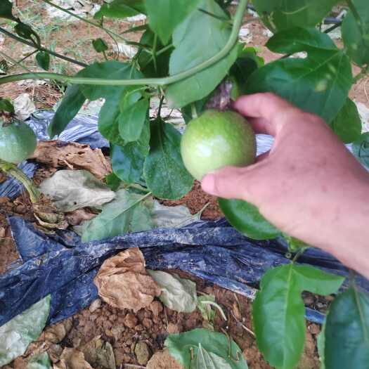 湛江自产