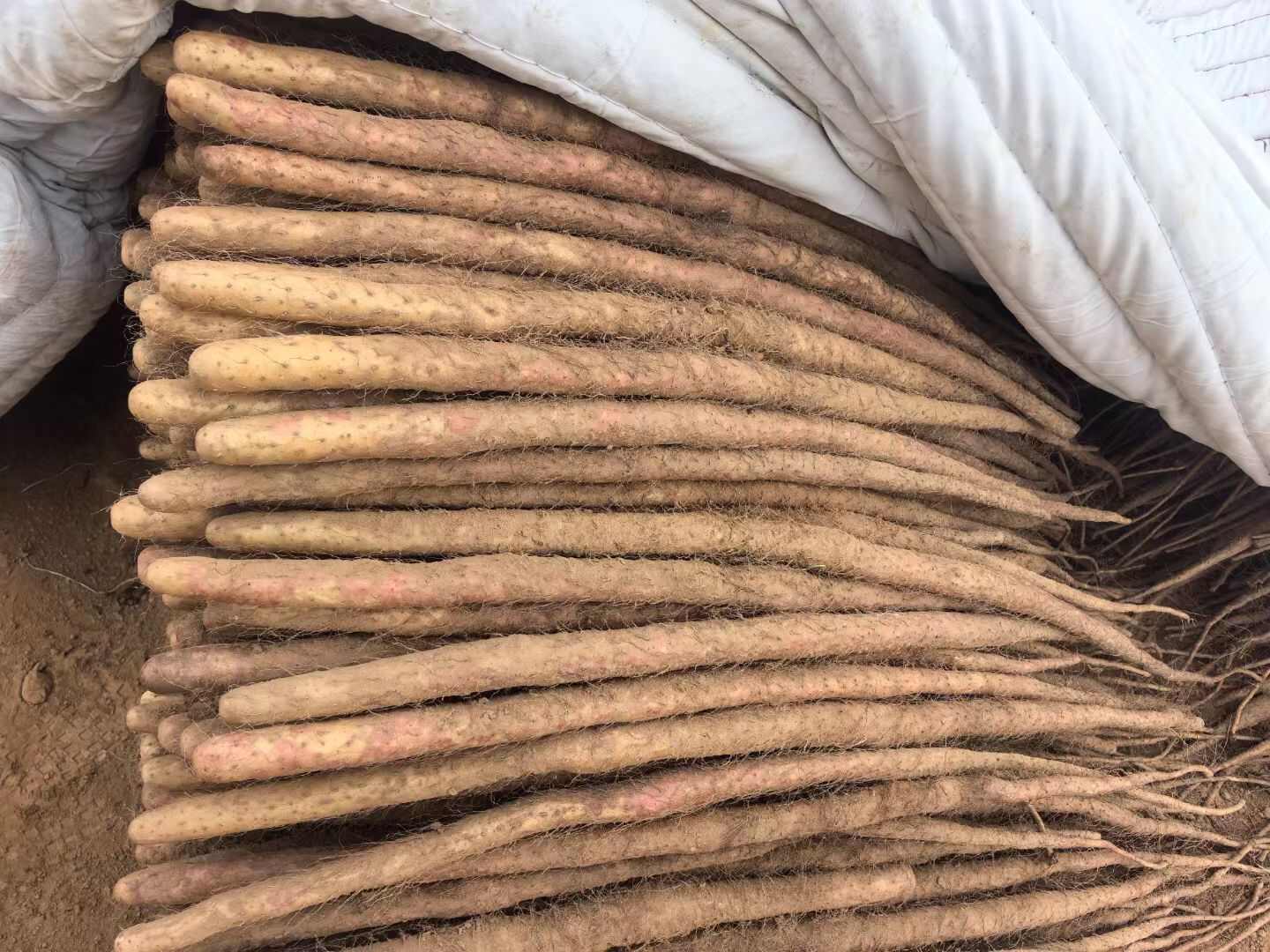 河南焦作红皮怀山药淮山药温县沙土铁棍山药新鲜批发产地直发代发