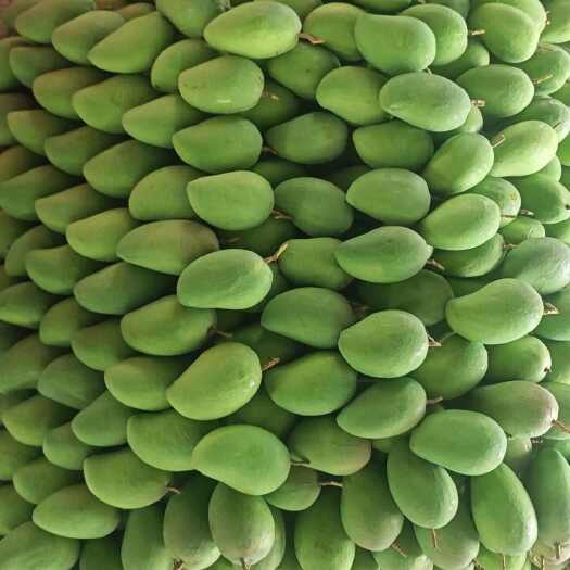 田东县金煌芒