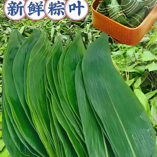 炎陵县新鲜采摘的粽叶箬竹叶粽子叶