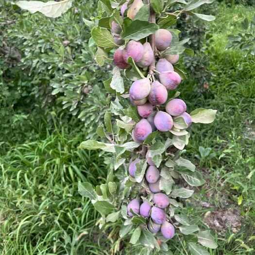 伽师县新疆喀什伽师西梅