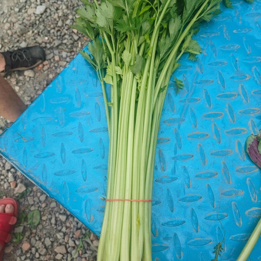 精品香芹芹菜现摘现发江苏产地大量供应保质保量支持视频看货
