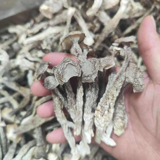郑州河南郑州惠济区直发干鹿茸菇干货食用菌批发零售如意情