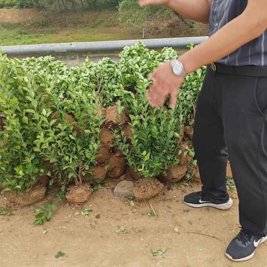 基地大量出售高60-80厘米冠幅40-50厘米卫矛毛球