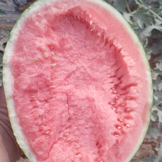白水县各类西瓜大量供货中