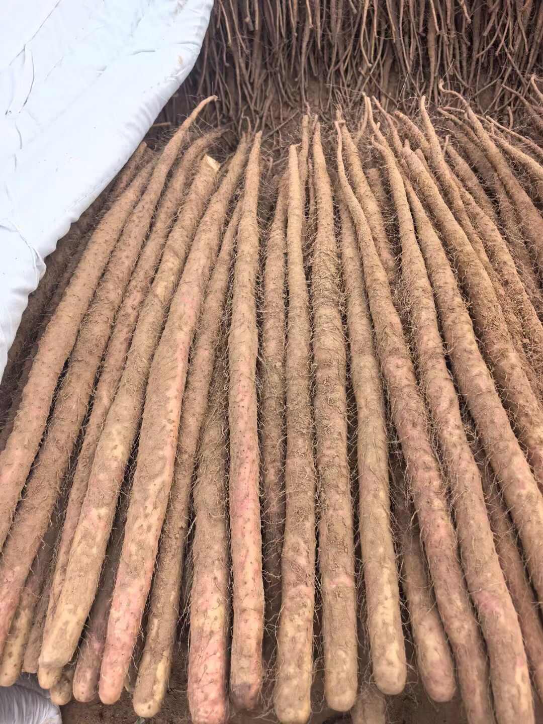 河南焦作红皮怀山药淮山药温县沙土铁棍山药新鲜批发产地直发代发