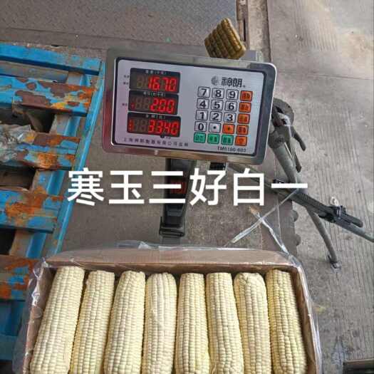南京寒玉三好白一，33-35斤，一箱四十根