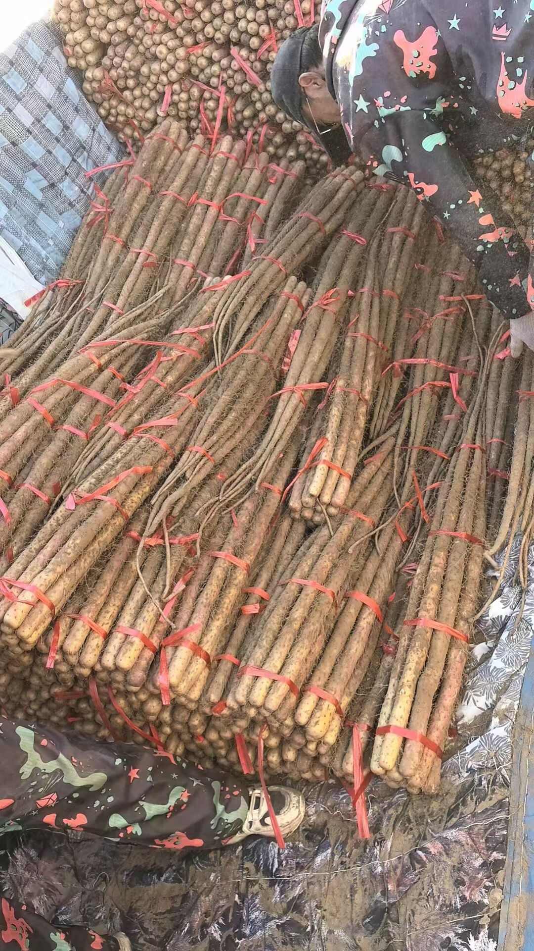 河南焦作红皮怀山药淮山药温县沙土铁棍山药新鲜批发产地直发代发