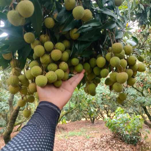 钦州广西钦州黑叶荔枝，肉肥，无虫眼，果园有3-5万斤待出售。