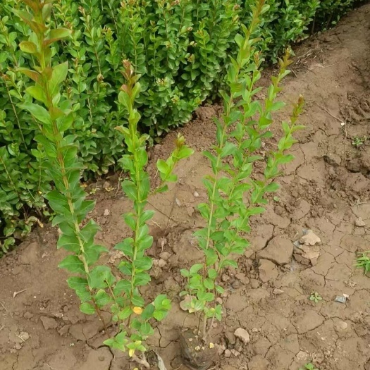 紫薇   营养杯紫薇 别名百日红  精品 自产自销