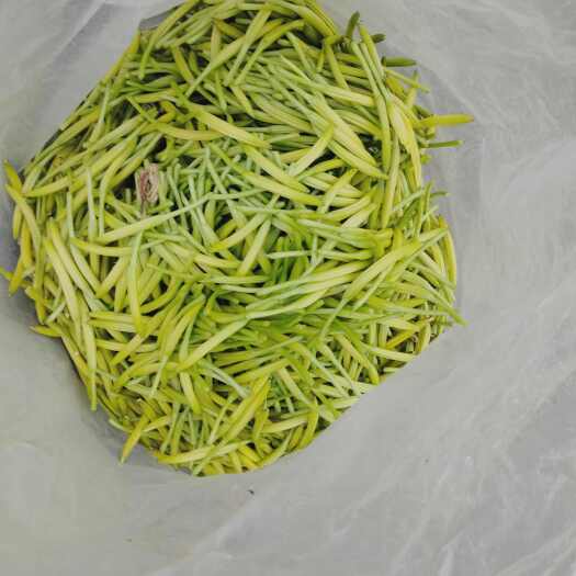 祁东县鲜黄花菜，水菜