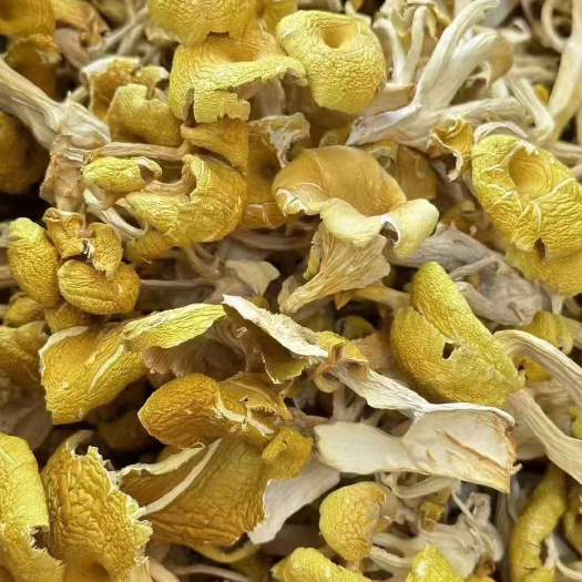 榆黄菇干品黄金菇当地干货蘑菇干品