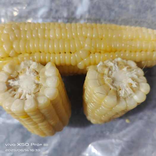 山东当季新鲜白糯玉米，现掰现发货