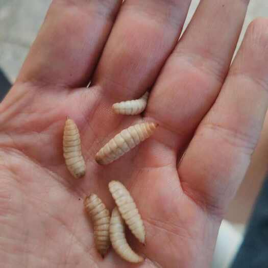 榆树市黑水虻虫和虫干