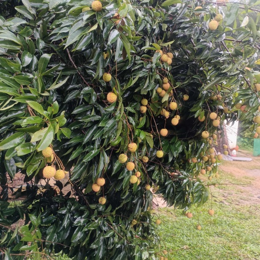 开平市桂味