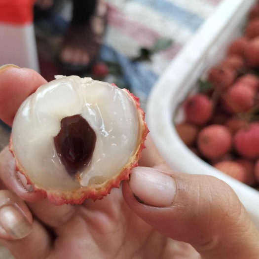 高州市荔枝都是精挑细选，来自优质果园。